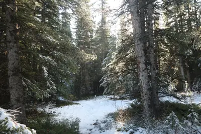 Bow valley park on a sunny day. (23076151581)