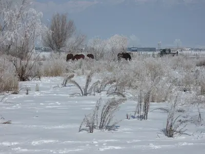 Horses Grazing in Snow - panoramio