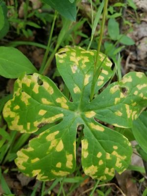 Allodus podophylli 136175943