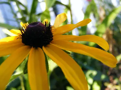 Black-eyed Susan4