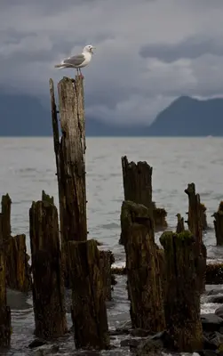 Resurrection Bay Seagull