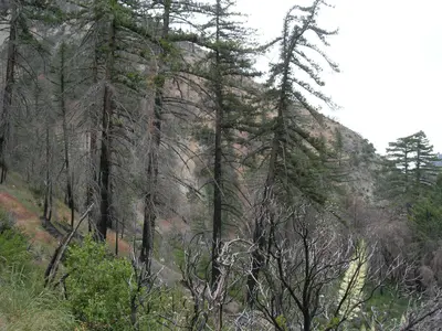 Pseudotsuga macrocarpa LytleCreek2