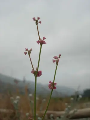 Eriogonum davidsonii