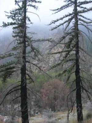 Pseudotsuga macrocarpa LytleCreek