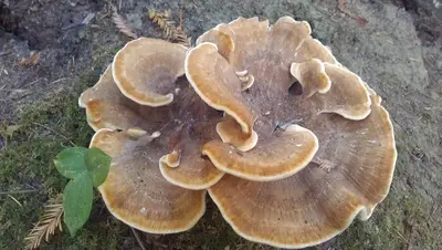 2013-09-08 Bondarzewia mesenterica (Schaeff.) Kreisel 365275