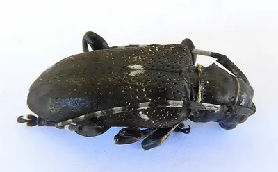 Coenopoeus palmeri 255016939
