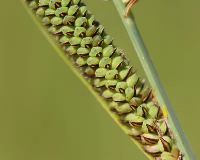 Carex haydenii iNat-210698004 (5x4)