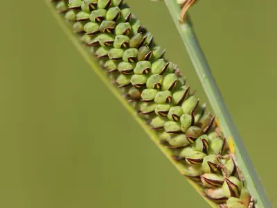 Carex haydenii iNat-210698004 (4x3)