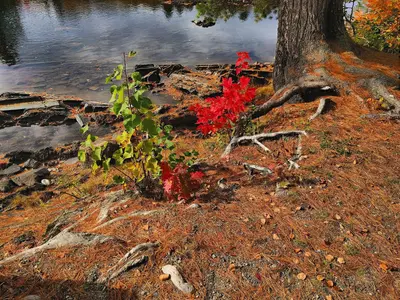 Foliage at Grindstone Falls Rest Area