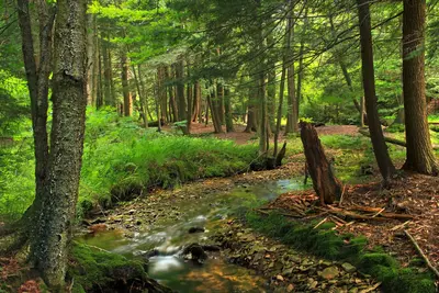 Streamside (1) (9456651630)