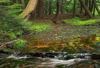 Streamside (2) (9453879257)