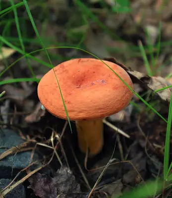 Unicolor (9453841667)