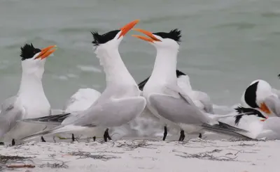 Thalasseus maximus (Royal Tern) 13