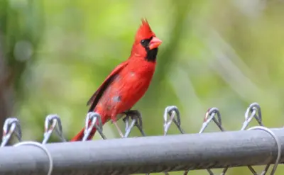 Cardinalis cardinalis (Northern Cardinal) 09
