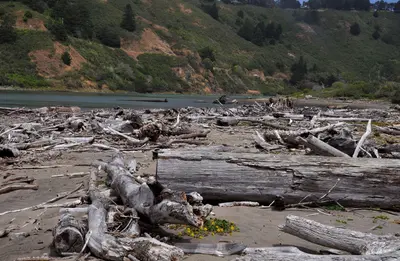 Driftwood at Navarro Beach (43231597374)