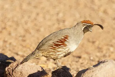 Gambel's Quail (13970209310)