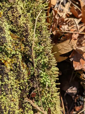Cladonia coniocraea 263568934