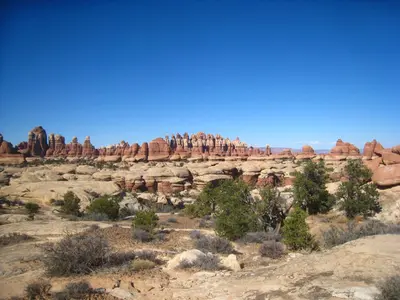 Needles (4072818240)