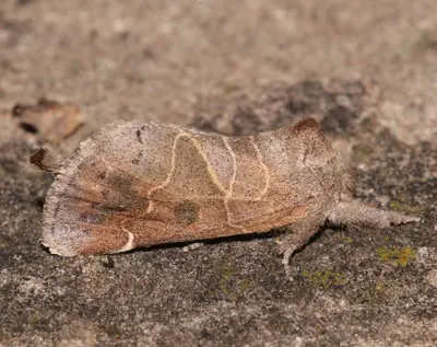 Clostera inornata 55051118