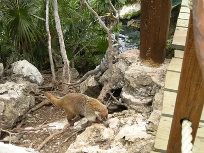 Both of them enjoy the fish food dropped from the feeders (8952020564)