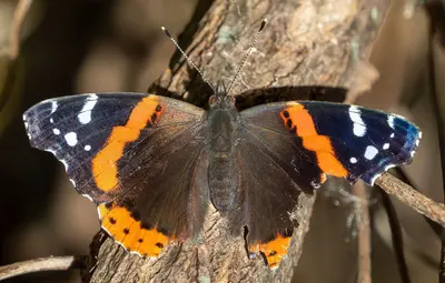 Tattered red admiral (00799)