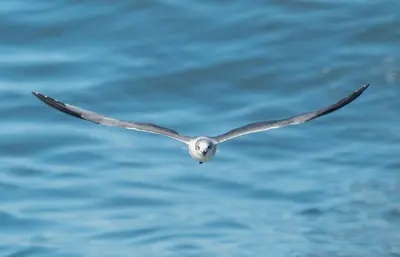 Laughing gull in flight (00913)