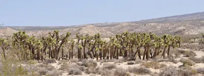 Joshua Trees - panoramio (2)