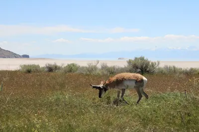 Pronghorn 5095