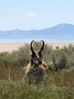 Pronghorn 5090