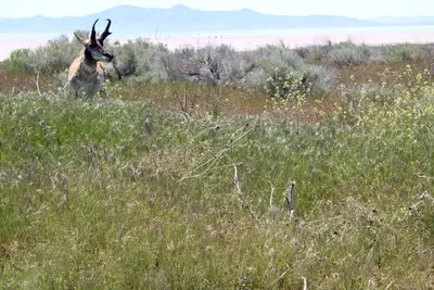 Pronghorn 5091