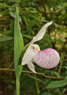 Cypripedium reginae - Presqu'ile2