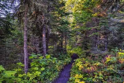 Isle Royale National Park hiking trail - Winding through the woods (49051196438)