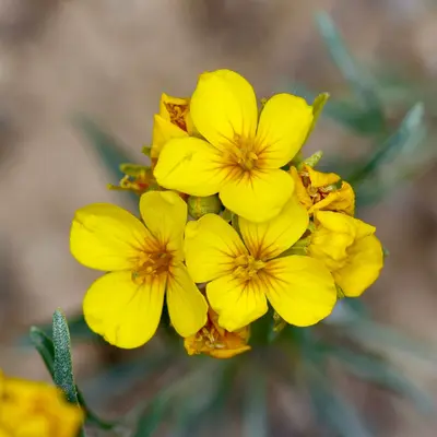 Physaria fendleri - Michelle W 01