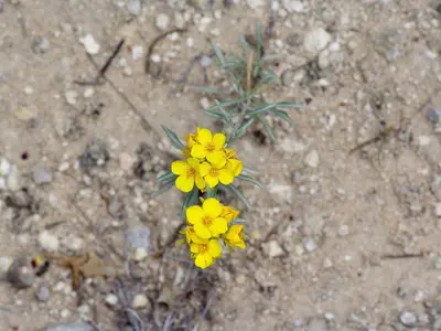 Physaria fendleri - Michelle W 03