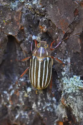 Ten-lined June beetle (Polyphylla decemlineata) 2