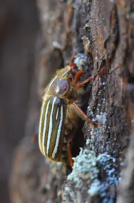 Ten-lined June beetle (Polyphylla decemlineata)