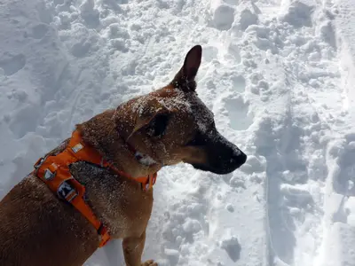 Snow doggie (38856884804)