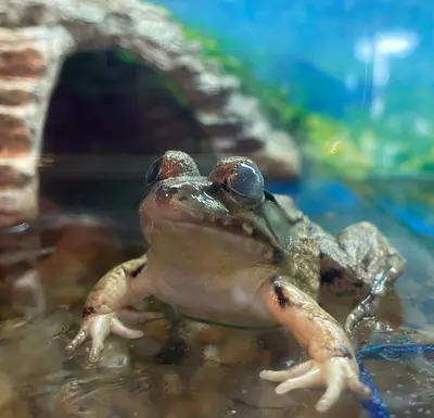 Frog in aquarium