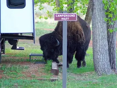 An American Bison grazing in the Campground behind the "campground host" sign post