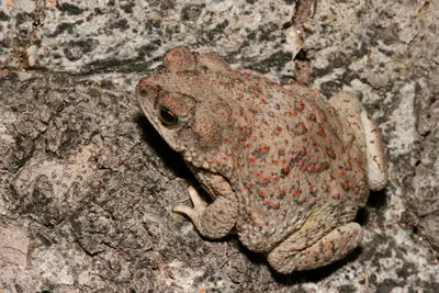 Bufo punctatusctatus(-i) - Flickr - aspidoscelis