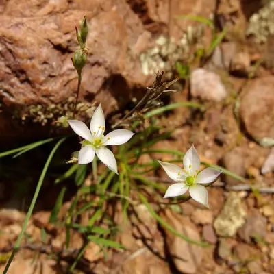 Phemeranthus confertiflorus 433865467