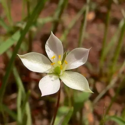 Phemeranthus confertiflorus 433865516
