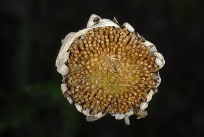 Leucanthemum WV 3
