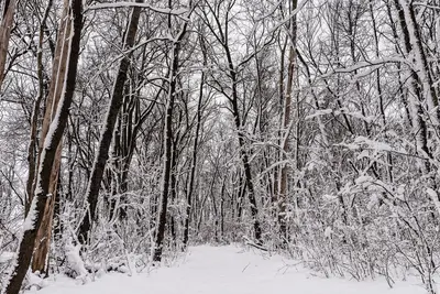 Snowshoeing Trail at Sakatah Lake State Park, Minnesota (39796119665)