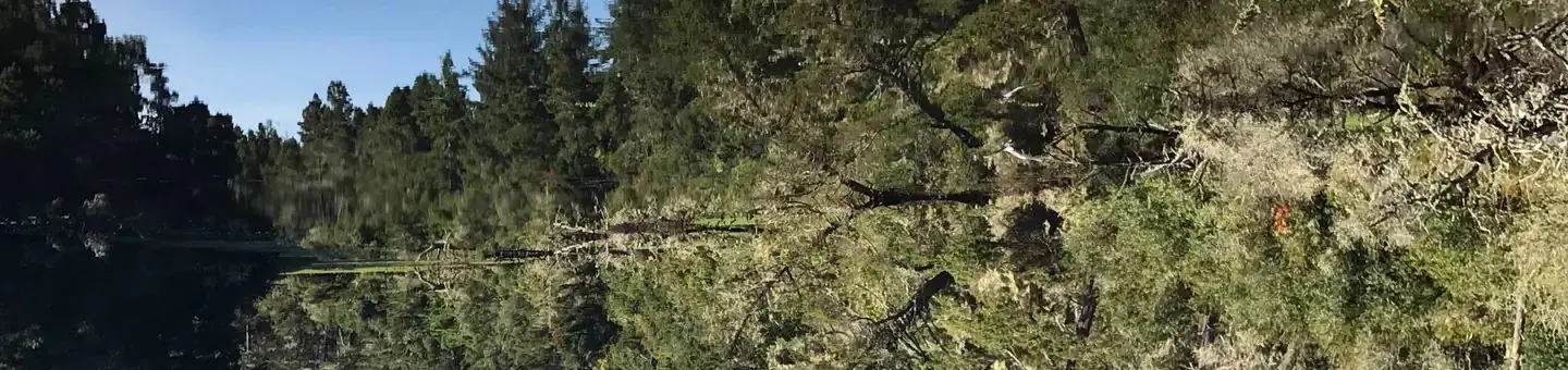 Conifer trees reflected on still lake under blue sky.