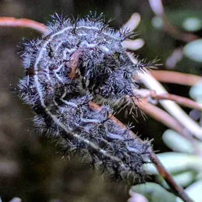 Hemileuca electra 6572689