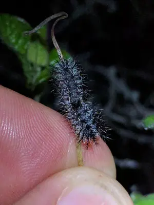 Hemileuca electra 6572977