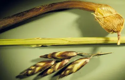 Melica spectabilis (4026974685)