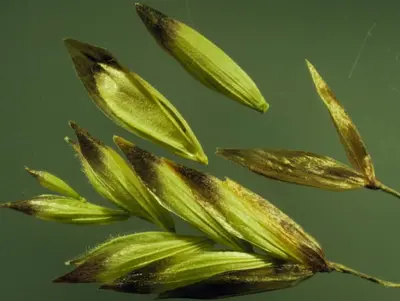 Melica spectabilis (4026973861)