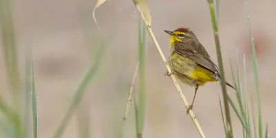 Palm warbler (8078674766)